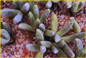 Нанантус Хилмари ( Nananthus / Aloinopsis hilmari )