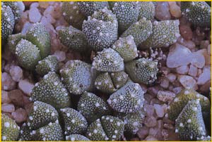 Нанантус  ( Nananthus / Aloinopsis luckhoffii )