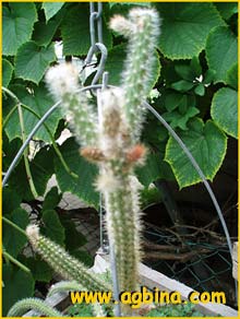 Апорокактус Концатти ( Aporocactus conzattii / Disocactus martianus )