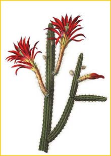 Апорокактус Концатти ( Aporocactus conzattii / Disocactus martianus )