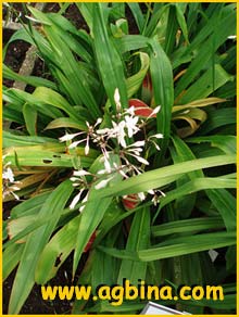 Артроподиум усатый (  Arthropodium cirratum / cirrhatum )