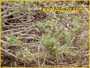 Галвезия прекрасная ( Galvezia speciosa )