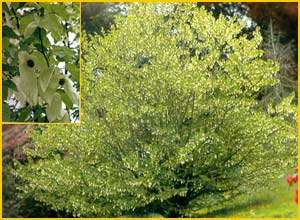 Давидия покрывальная ( Davidia involucrata )