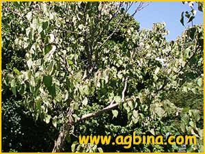 Давидия покрывальная разн. Вилморена ( Davidia involucrata var. vilmoriniana )