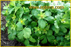 Звездовка   ( Hacquetia epipactis )