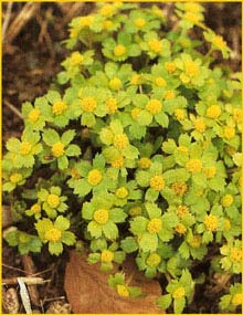 Звездовка ( Hacquetia epipactis )