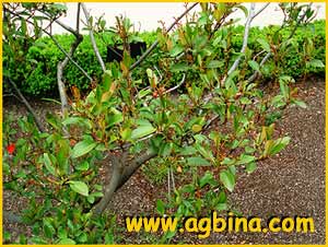 Иглочешуйник индийский  ( Rhaphiolepis indica )