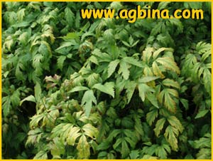 Ксанториза простейшая  ( Xanthorhiza simplicissima )
