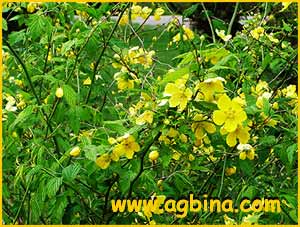 Керрия японская  ( Kerria japonica )