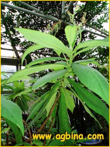 Кодонанта толстолистная ( Codonanthe crassifolia )