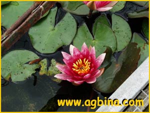 Кувшинка белая разн. розовая (Nymphaea alba var.rosea)