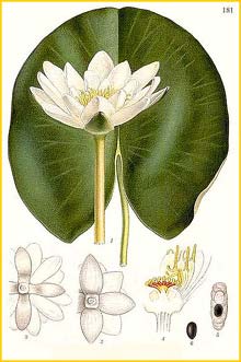 Кувшинка белая ( Nymphaea alba ) Bilder ur Nordens Flora (1901-1905) by Carl Lindman