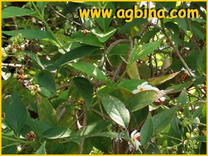 Никтантес / Ночной жасмин ( Nyctanthes arbor-tristis )
