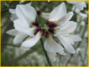 Ретама односемянная ( Retama  monosperma )