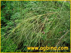 Ретама односемянная ( Retama  monosperma )