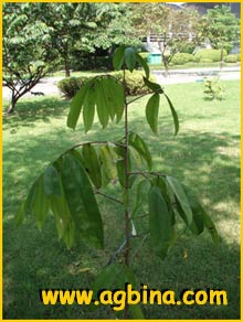 Сагерея овальная ( Sageraea elliptica )