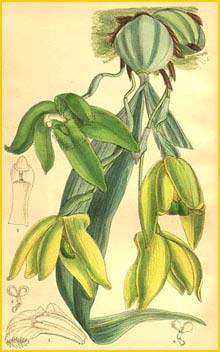 Судамерликасте  ( Sudamerlycaste dyeriana ) Curtis's Botanical Magazine 1906