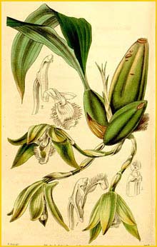 Судамерликасте реснитчатая ( Sudamerlycaste ciliata ) Curtis's Botanical Magazine 1844