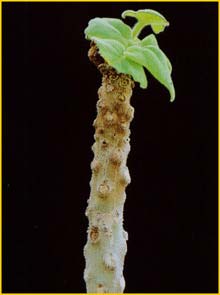 Ункарина Декари ( Uncarina decaryi )