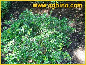 Угни чилийский / чилийская гуайява ( Ugni molinae / Eugenia / Myrtus ugni )