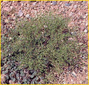 Фагония гладкая ( Fagonia laevis )