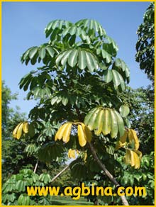 Шефлера лучелистная ( Schefflera actinophylla )