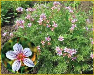 Аистник Бекетова ( Erodium beketowii ), из Красной Книги Украины