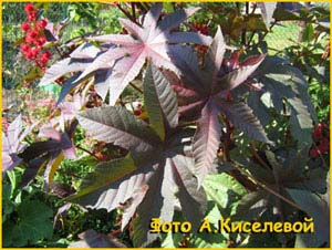 Клещевина обыкновенная ( Ricinus communis )