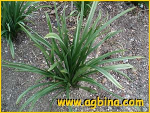 Зигаденус Антиклея / изящный ( Zygadenus / Anticlea elegans / glauca  )