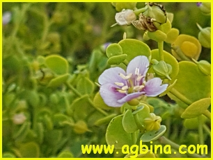 Museum of the Frankincense Land, Salalah