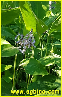 Koishikawa Botanical Garden, Tokyo
