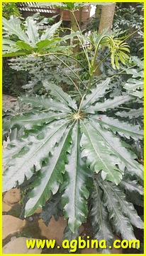 Shanghai Botanical Garden