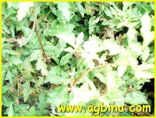Аистник  грабельный ( Erodium gruinum )