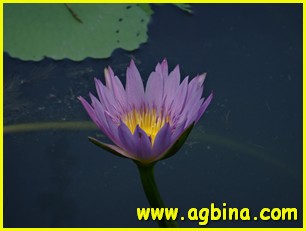 Гуанчжоу, Ботанический сад