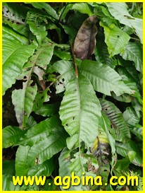 Singapore Botanic Gardens